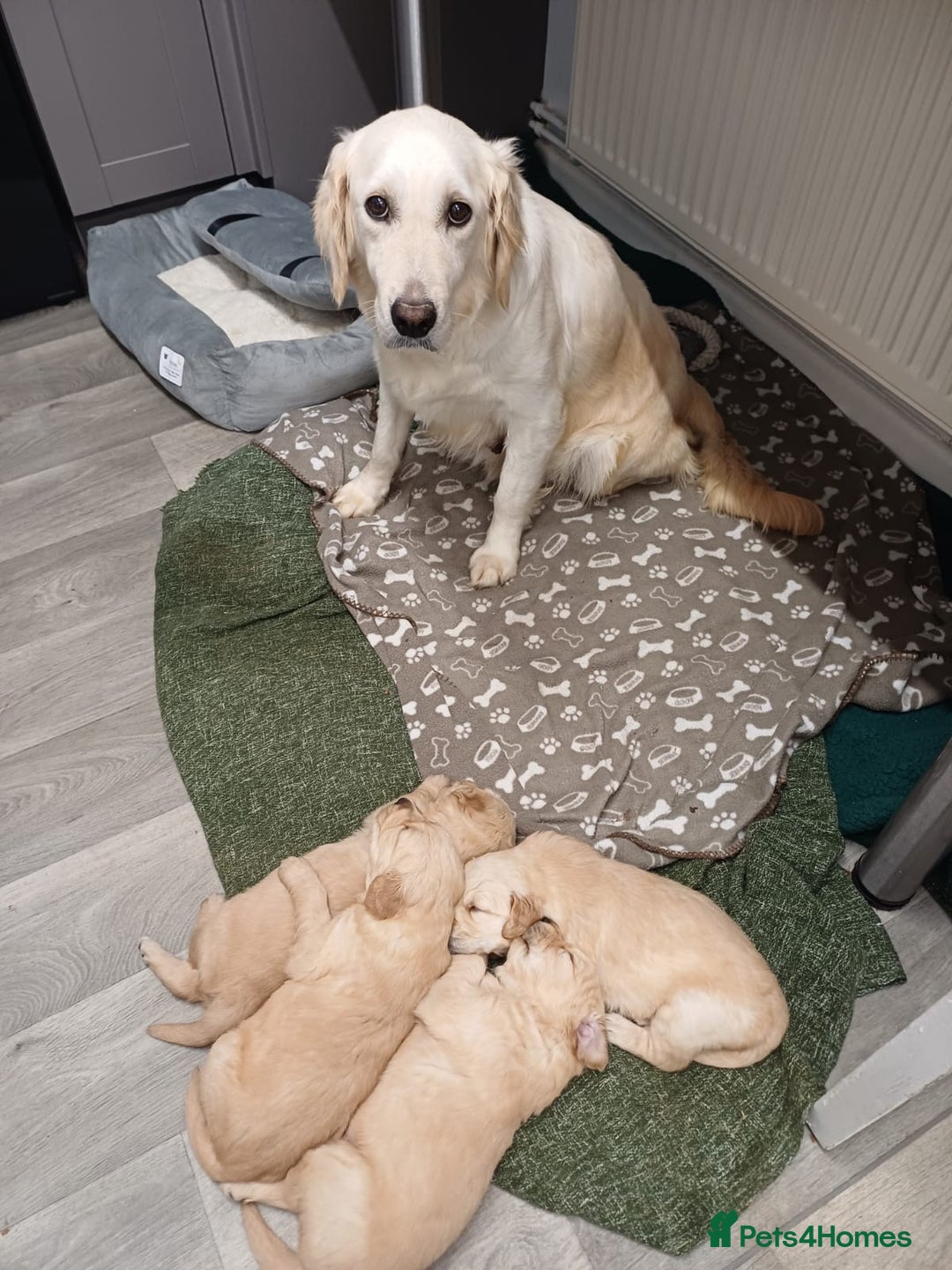 Golden Retriever dogs for sale: Golden retrievers  - Advert 5
