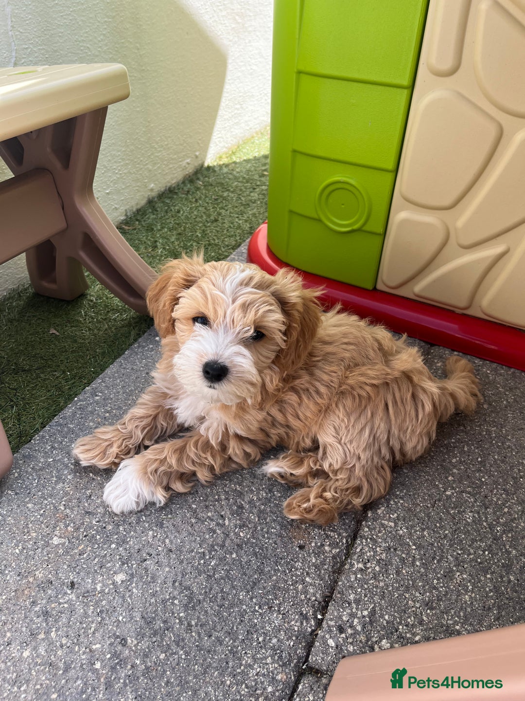 Maltipoo dogs for stud: Small Maltipoo Stud  - Image 12
