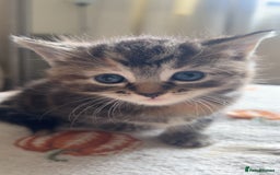 American Wirehair cats for sale: 2 kittens for sale boy & girl - Image 3