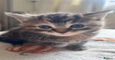 American Wirehair cats - Advert 4