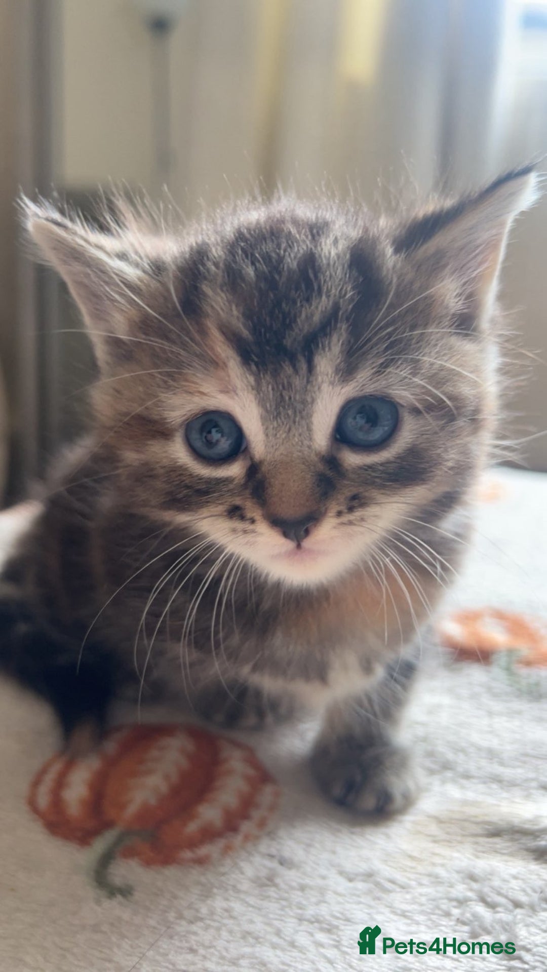 American Wirehair cats for sale: 2 kittens for sale boy & girl - Image 3