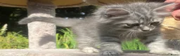 Siberian cats for sale: 3 Adorable Siberian Kittens Available - Advert 10