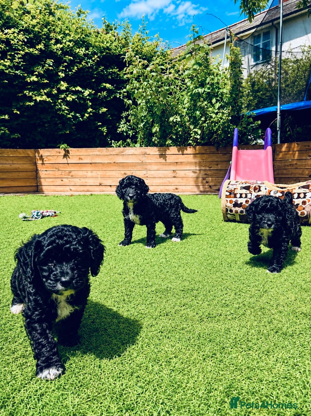 Sproodle dogs Stunning F1 Sproodles  - Advert 17