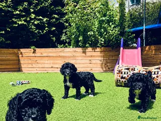 Sproodle dogs Stunning F1 Sproodles - Advert 17