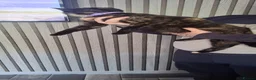 Mixed Breed cats for sale: 1 boy 5 girls looking for a new home  in Ashton-under-Lyne - Advert 11