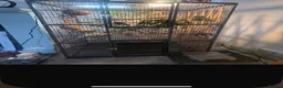 Chameleon reptiles for sale: Nosy Be Panther Chameleon And Full Set Up - Advert 5