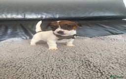 Jack Russell dogs for sale: 8 beautiful jack Russell puppies 5 girls 3 boys  - Image 5