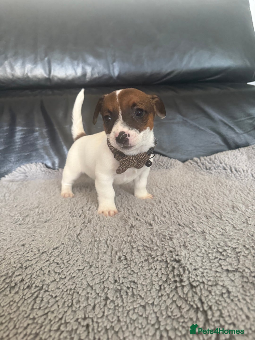 Jack Russell dogs for sale: 8 beautiful jack Russell puppies 5 girls 3 boys  - Image 5