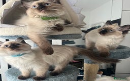 Ragdoll cats for sale: 1 LOVING RAGDOLL BOY is WAITING FOR LOVING HOME - Image 4