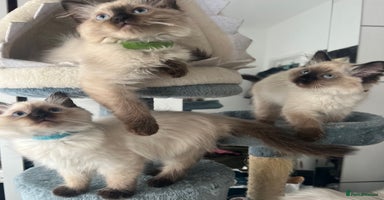 Ragdoll cats - Advert 10