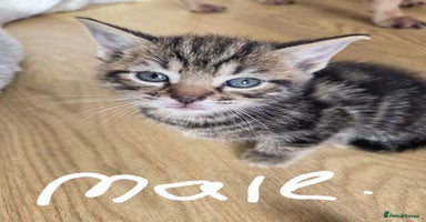 Mixed Breed cats - Advert 6