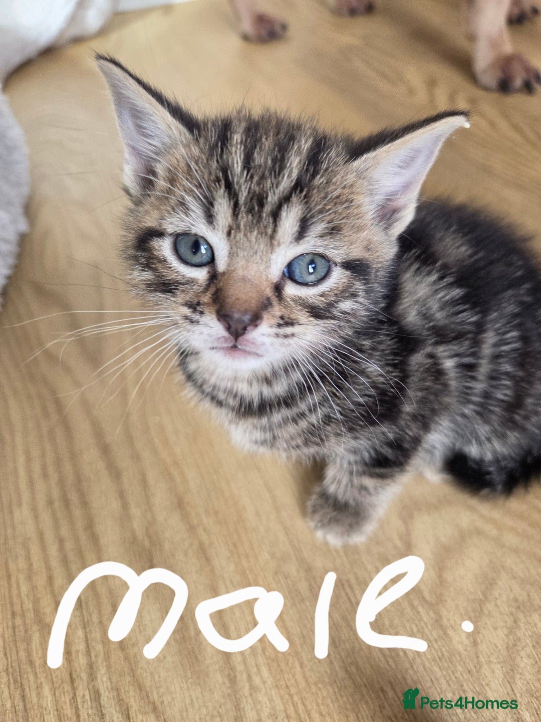 Mixed Breed cats for sale: 6 beautiful kittens left for sale  - Image 2