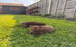 British Shorthair cats for sale: British Shorthair kittens  - Image 3