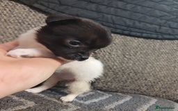 Mixed Breed dogs for sale: Pomeranian cross puppies ready now - Image 32