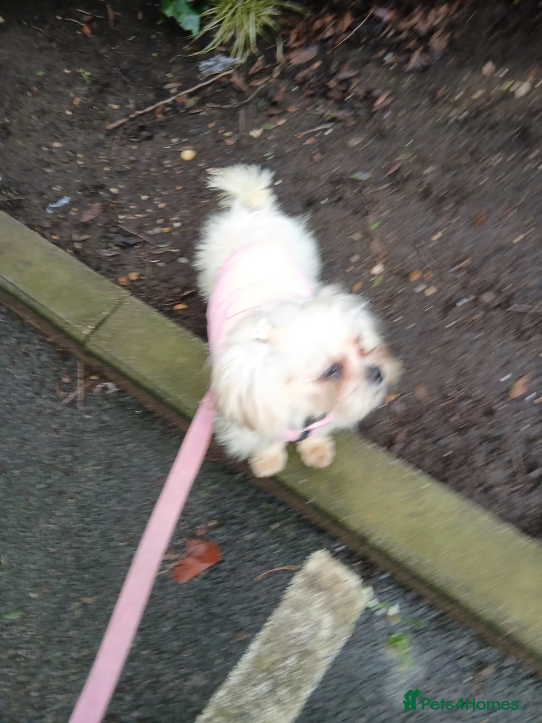 Mixed Breed dogs for sale: Adorable Maltese/Lhasa Apso puppies  - Advert 7