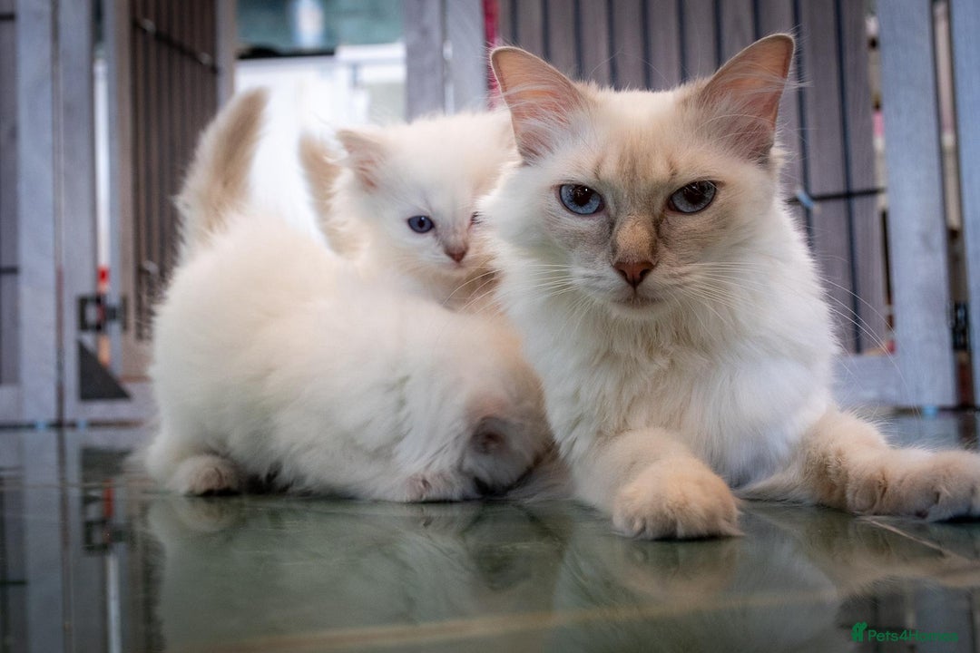 Ragdoll cats for sale: Ready Now GCCF Ragdoll Kittens Irresistibly Cuddly - Image 5