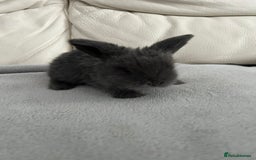 Mini Lop rabbits for sale: Beautiful mini lops for sale - Image 2
