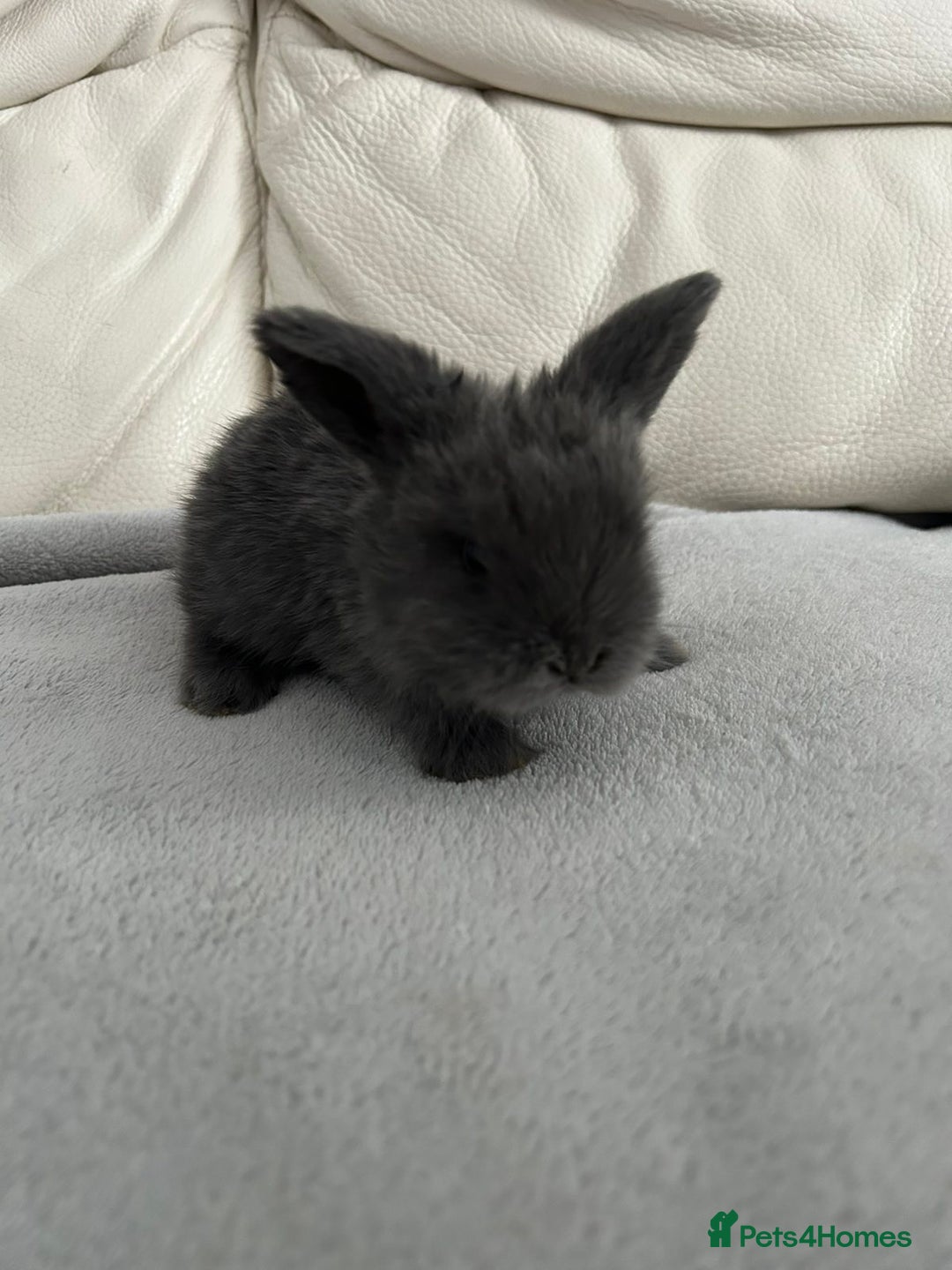 Mini Lop rabbits for sale: Beautiful mini lops for sale - Image 2