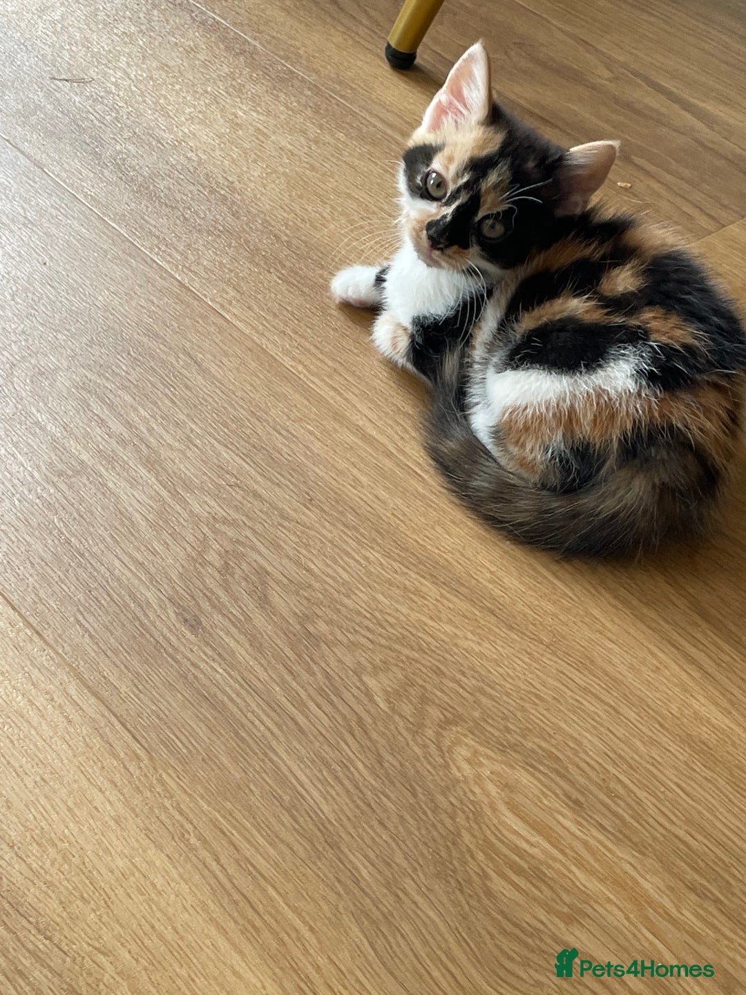 British Shorthair cats for sale: 3 beautiful and playful kittens  - Image 10