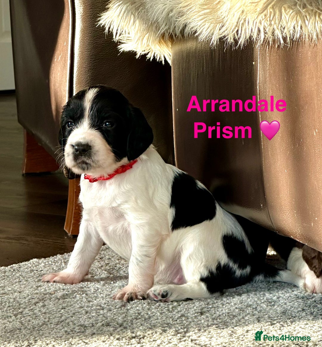 English Springer Spaniel dogs for sale: Springer Spaniels - Image 7