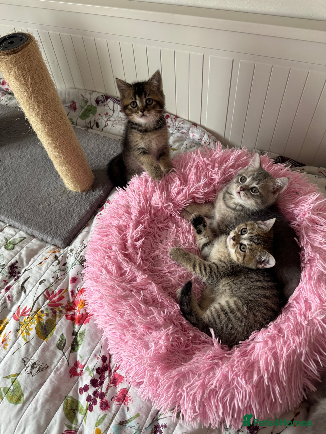 British Shorthair cats for sale: 5 Adorable British Shorthair Kittens - Image 22