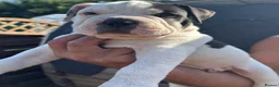 Mixed Breed dogs for sale: Old Tyme x American bulldog  - Advert 4