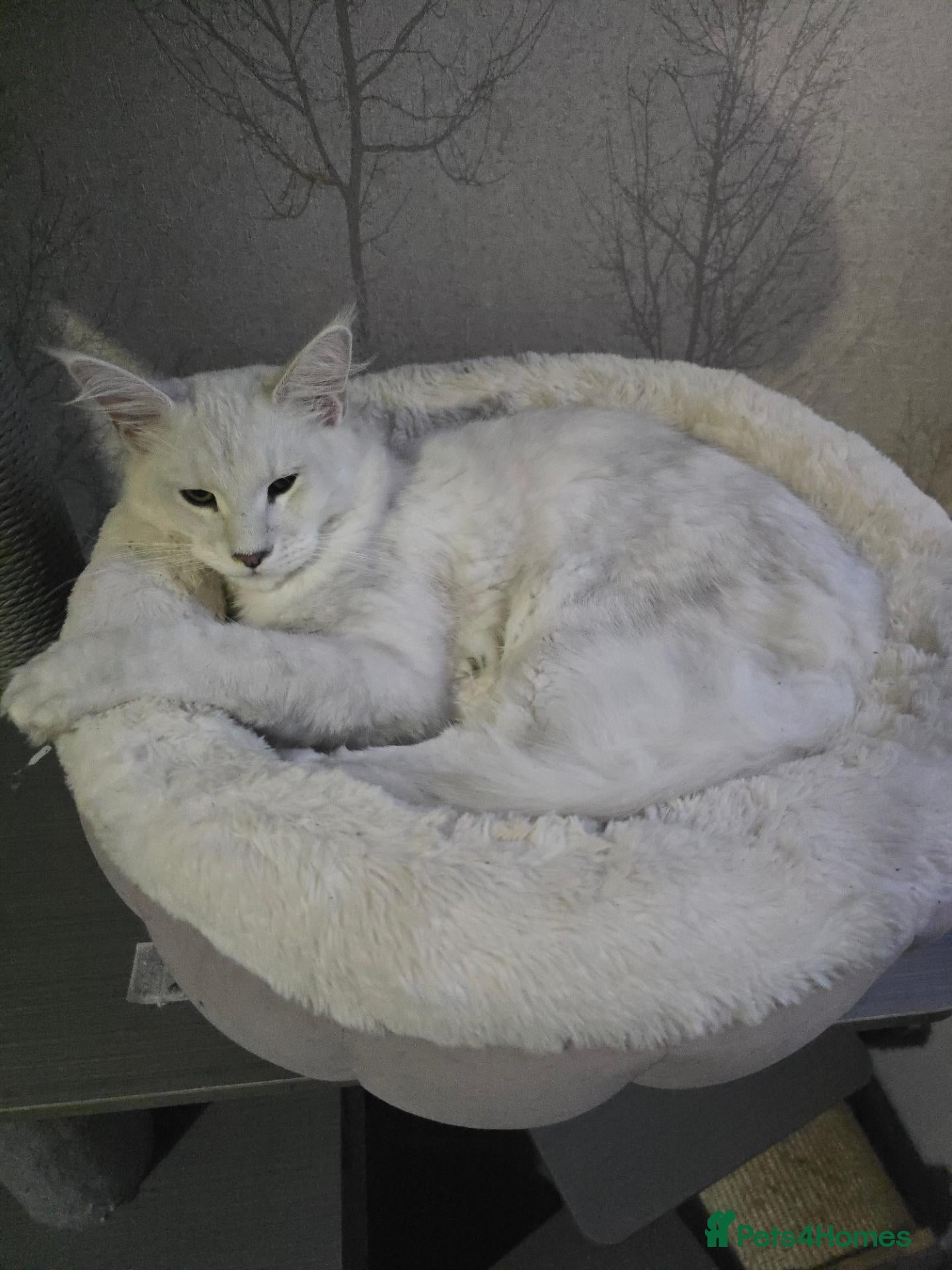 Maine Coon cats for sale: RARE Blue Silver (NOT WHITE) Maine Coon  - Advert 1