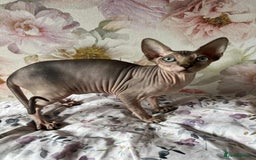 Sphynx cats for sale: 4 Beautiful sphynx kittens available - Image 4