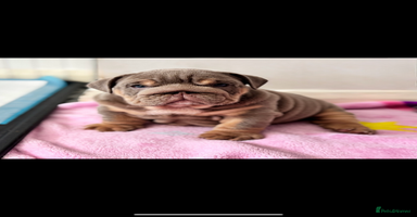 English Bulldog dogs - Advert 1