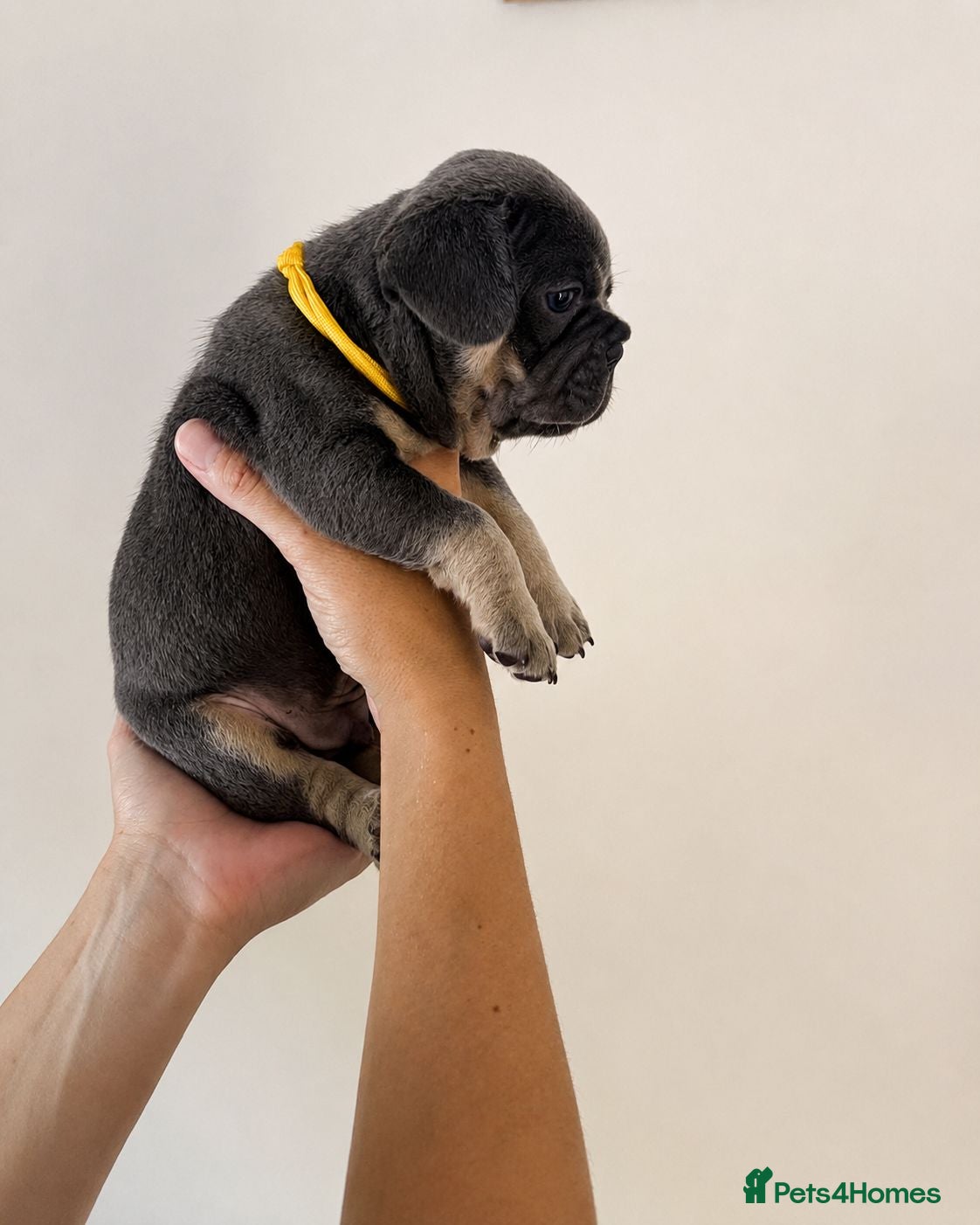 French Bulldog dogs Exceptional KC French Bulldog Puppies - Advert 2