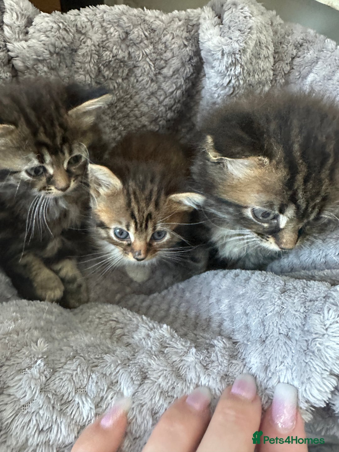 Mixed Breed cats for sale: Ragdoll Cross Kittens, 2 boys 1 girl - Advert 6