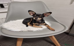 Russian Toy Terrier dogs for stud: Not Proven Stud Looking For Female  - Image 4