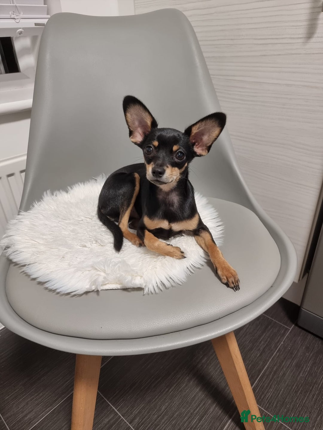 Russian Toy Terrier dogs for stud: Not Proven Stud Looking For Female  - Image 4