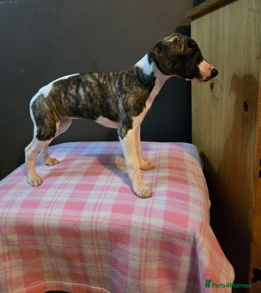Whippet dogs for sale: ✅️ Ready to leave - KC whippets 🧡 - Image 17