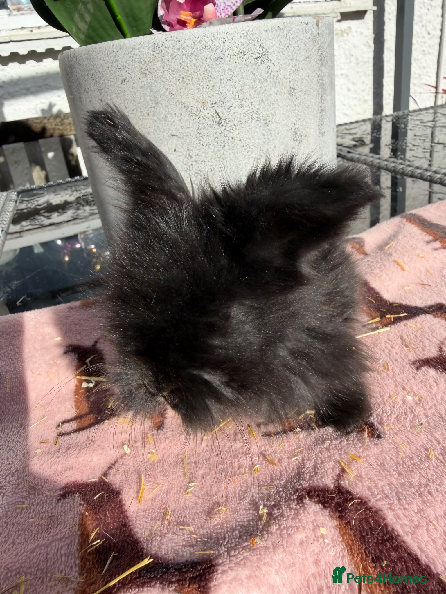 Angora rabbits for sale: Angora buns - Advert 10