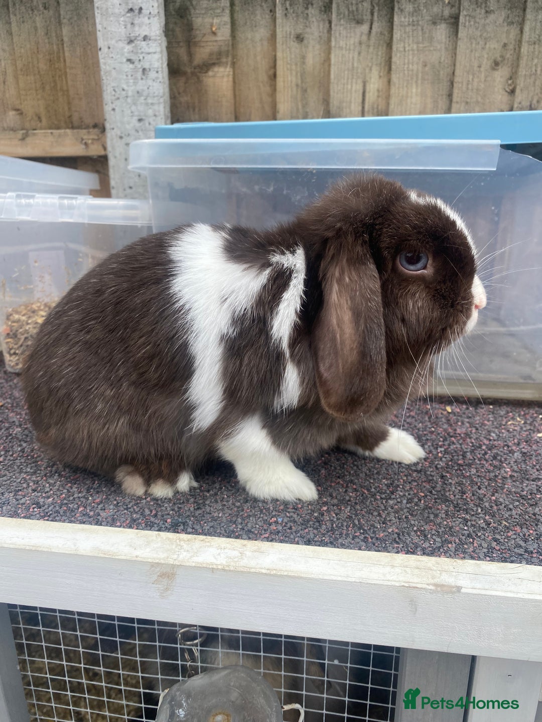 Mini Lop rabbits for sale: Chocolate split doe  - Image 3