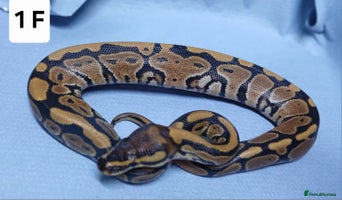 Python Snake reptiles - Advert 8