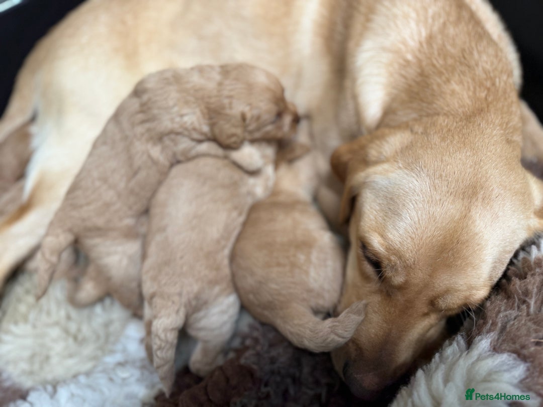 Labradoodle dogs for sale: Beautiful Miniature F1 Labradoodles - Advert 6
