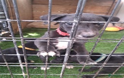 Greyhound dogs for sale: 💙READY TO GO💙 1 pup left - Irish Greyhound  - Image 17