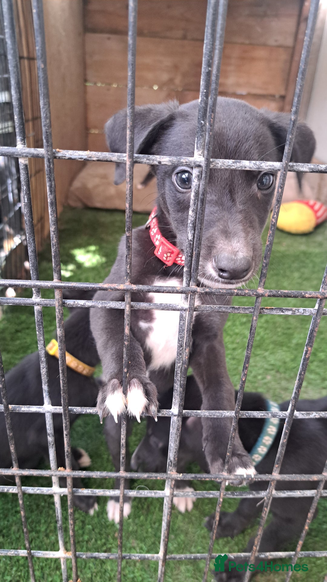 Greyhound dogs for sale: 💙READY TO GO💙 1 pup left - Irish Greyhound  - Image 17
