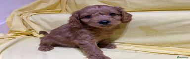 Cavapoo 3