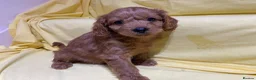 Cavapoo dogs for sale: Cavapoos f1 Health tested  - Advert 3