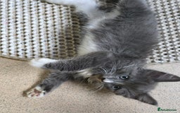 Mixed Breed cats for sale: Kittens 3 boys  - Image 14