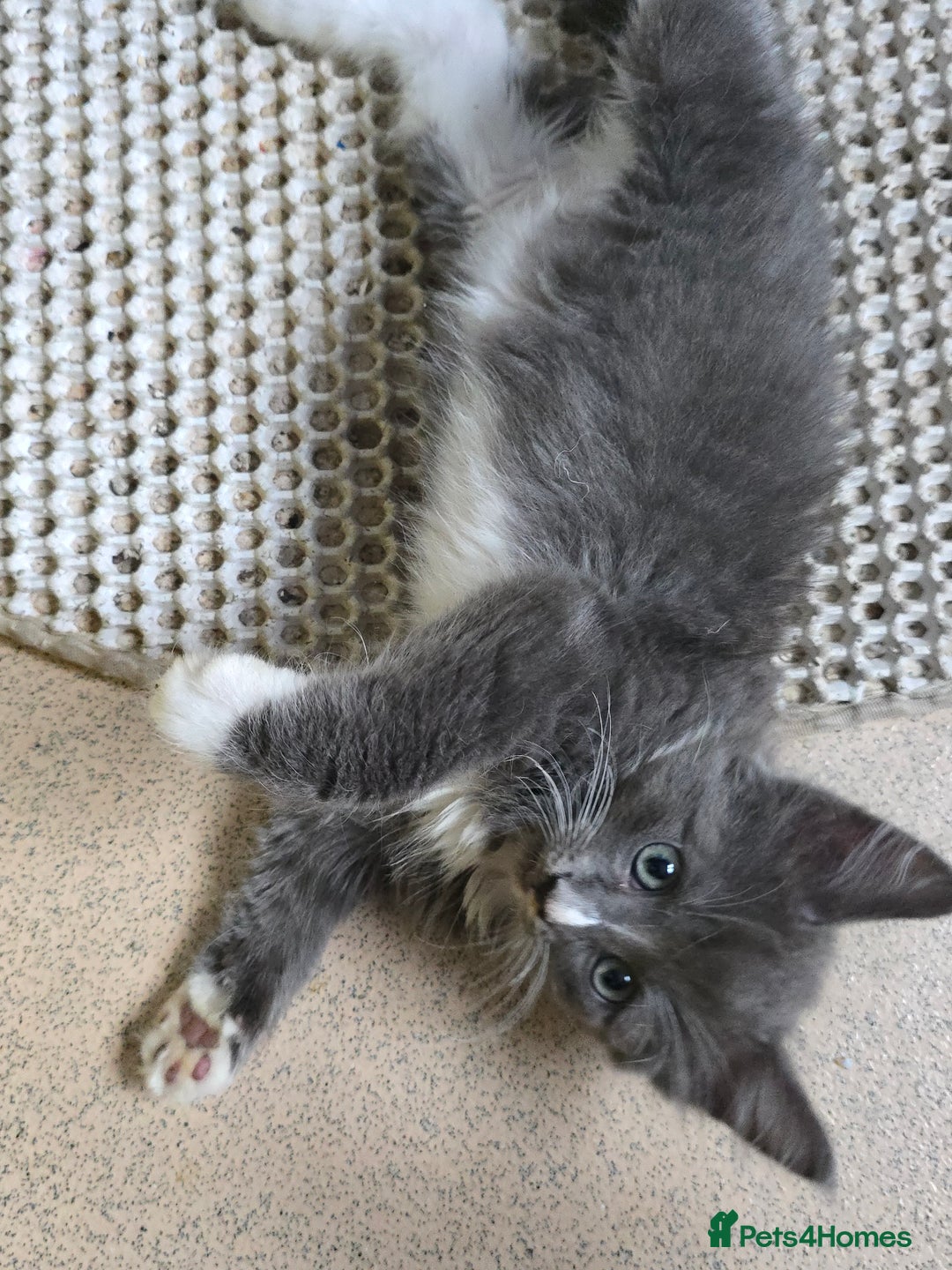 Mixed Breed cats for sale: Kittens 3 boys  - Image 14