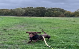 Miniature Dachshund dogs for sale: Wilbur the mini dachshund  - Image 4