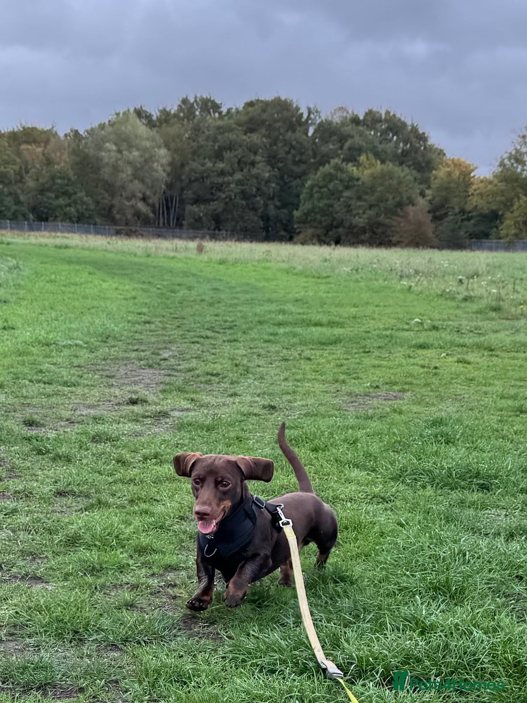 Miniature Dachshund dogs for sale: Wilbur the mini dachshund  - Image 4