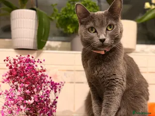British Shorthair cats Gorgeous British Shorthair Kittens 💙💙 - Advert 1