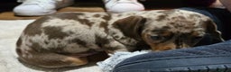 Miniature Dachshund dogs for sale: Two Beautiful Boys - Advert 31