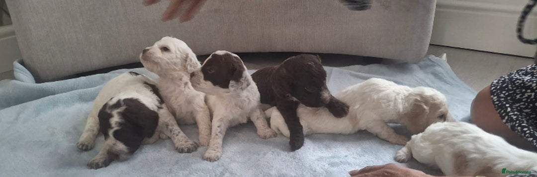 Cockapoo dogs for sale: Beautiful f1 cocker poo - Image 3