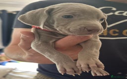Weimaraner dogs for sale: (3 remaining!) 8 Stunning KC 🩷&💙 Weimaraner pups in Thetford - Image 8